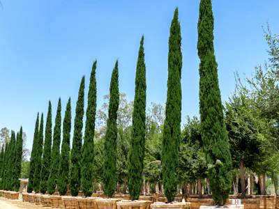 Italian Cypress for sale at Moon Valley Nurseries