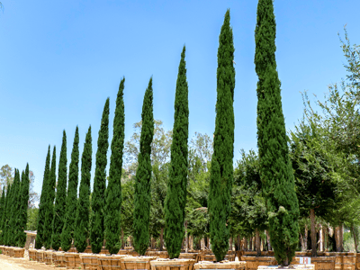 Italian Cypress for sale at Moon Valley Nurseries