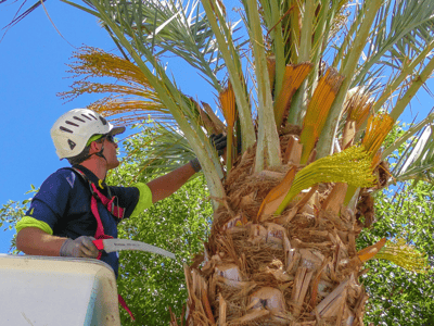 Cutting Palm seeds dates