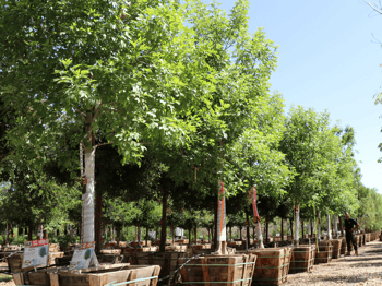 evergreen Shamel ash trees at nursery