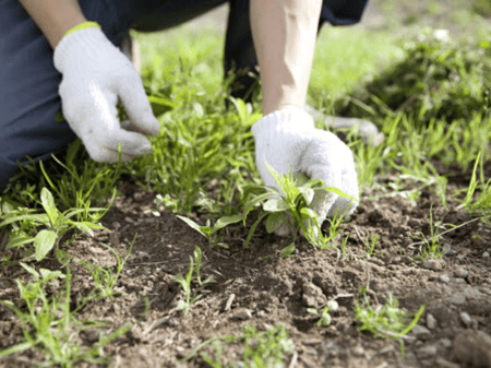 Pull weeds to beautify your yard, and care for your trees and plants