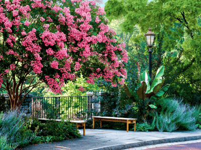 Crape Myrtle tree and giant bird of paradise in park setting