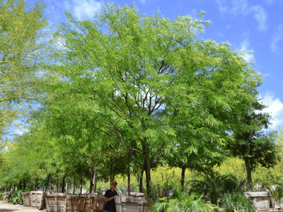 thornless chilean mesquite for sale at moon valley nurseries