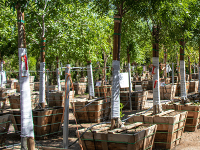 trees with tree wrapped trunks in nursery