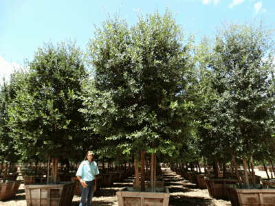 Southern Live Oak trees