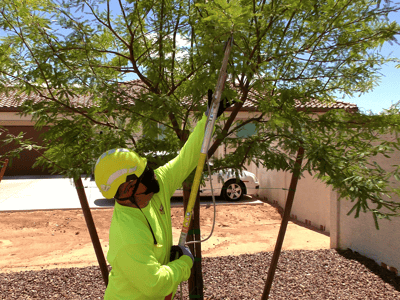 tree care mesquite pruning