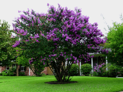 Purple Flowering Crape Myrtle Tree in landscape 