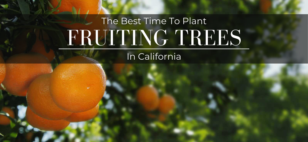 The Best time to plant fruiting trees in California 