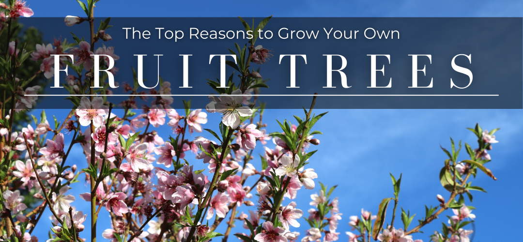 Top Reasons to plant fruit trees and grow your own fruit