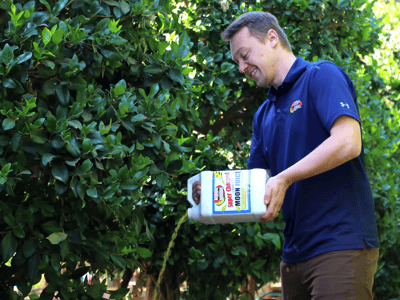 Applying moon juice on privacy hedges