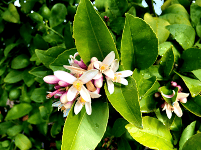 Citrus Flowers on tree - citrus blossoms