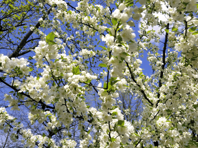 White flowering pear blossoms