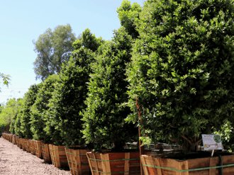 wax leaf privet hedges