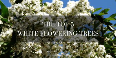 top 5 white flowering trees