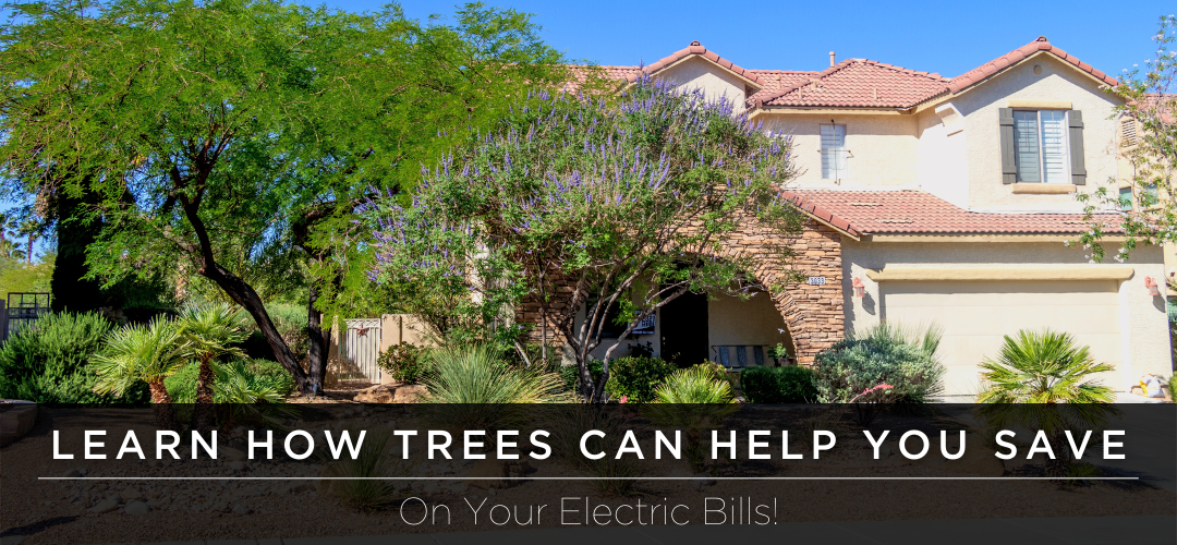 Vitex tree and mesquite in front yard