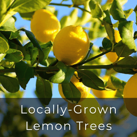 locally grown lemon trees