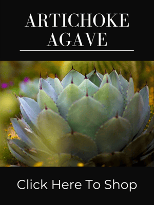 Artichoke Agave Parryi