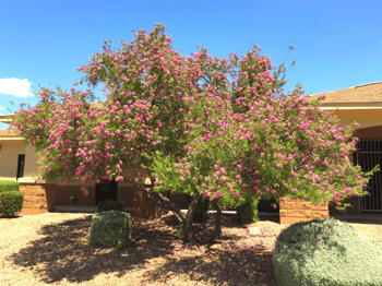 desert willow for sale at Moon Valley Nurseries