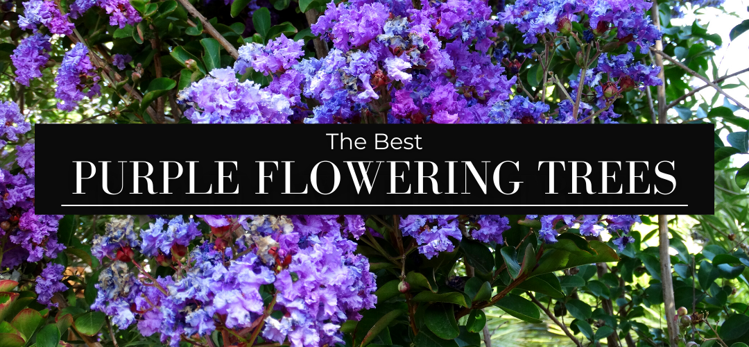 The Best Purple Flowering Trees