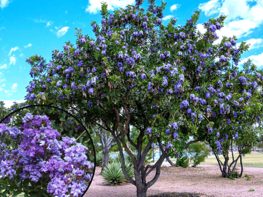 Texas Mountain Laurel with Purple Flowers