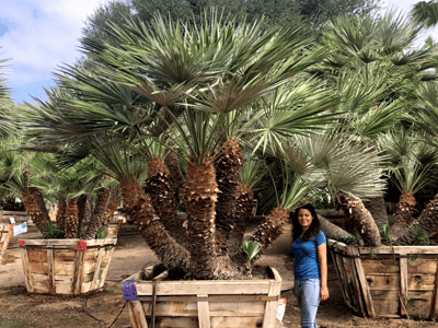 Mediterranean Fan Palms for sale at Moon Valley Nurseries