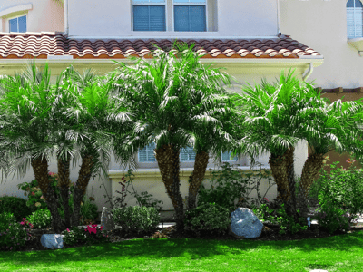 Pymgy Date Palms for sale at Moon Valley Nurseries