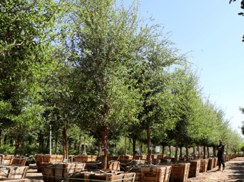 southern live oak trees at nursery