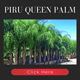 Piru Queen palm
