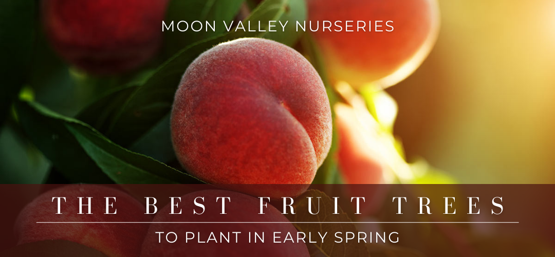 Best fruit trees to plant in the spring