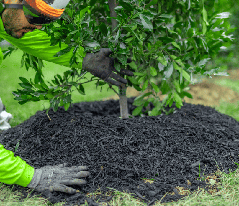 Rooted in Sustainability: Moon Valley's Tree Recycling Journey
