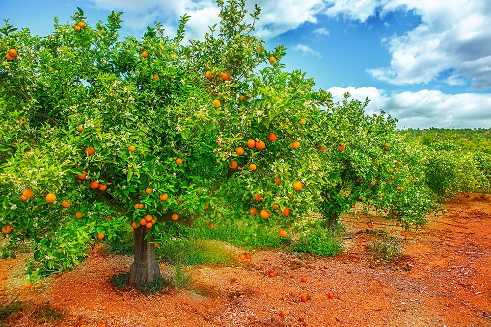 Create a Garden in the Desert