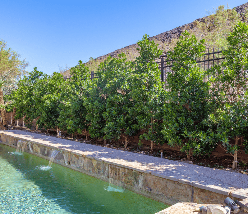 Moon Valley Nurseries Privacy Hedge Guide For Arizona