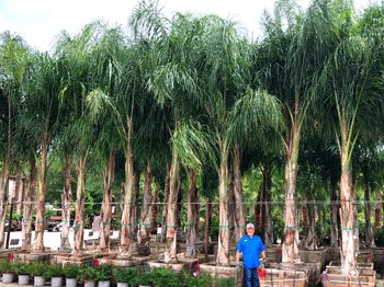 Piru Queen Palm for sale at Moon Valley Nurseries