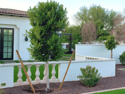 double staked ficus in front yard landscape