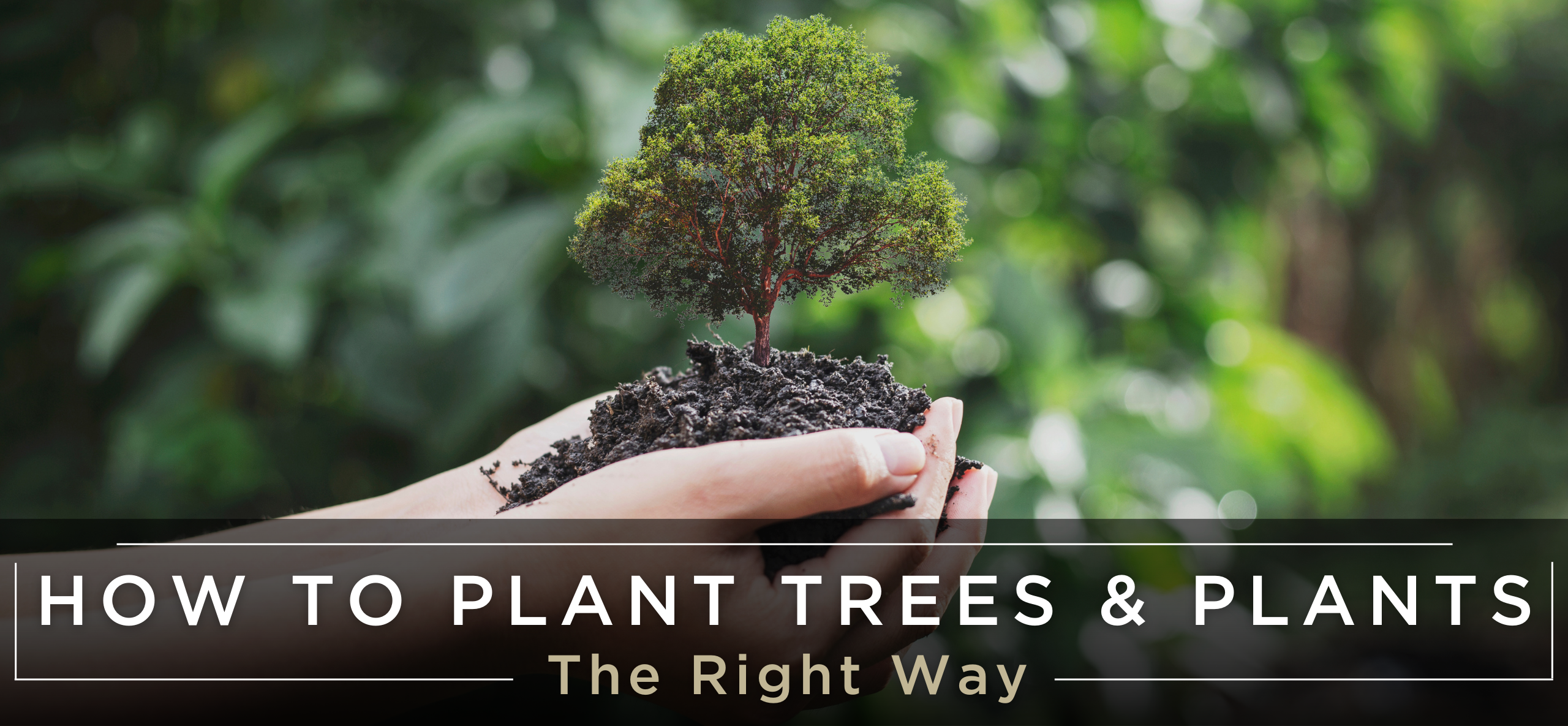 How to plant trees the right way blog header