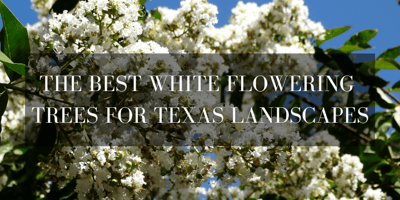 white flowering trees in texas