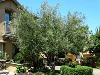 Olive tree in landscape
