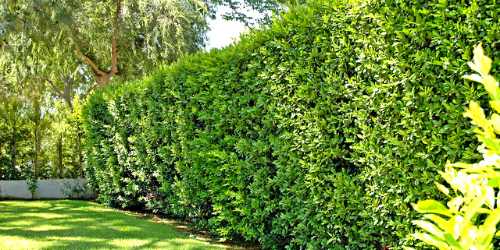Plant Privacy Hedges