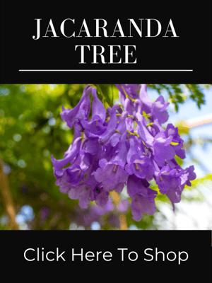 Purple Flowering Jacaranda Mimosa Tree