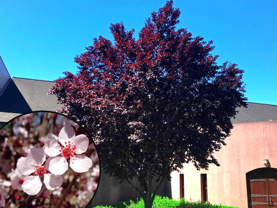 The top 5 purple flowering trees