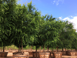 chinese elm true green elm trees at nursery farm