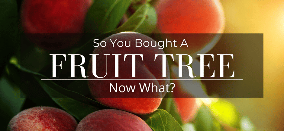 So you bought a fruit tree - peaches