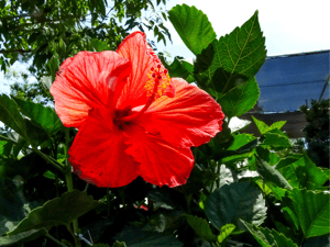 red hibiscus blossom