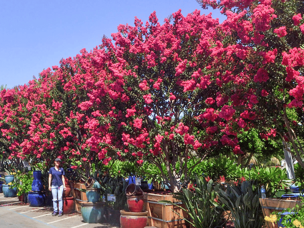 The Essential Guide to Drought Tolerant Plants for Texas