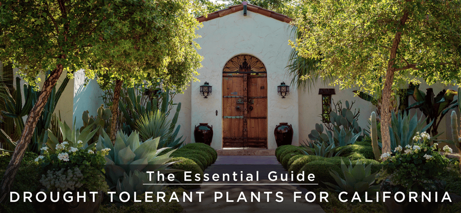 Essential guide to low water landscaping for California header