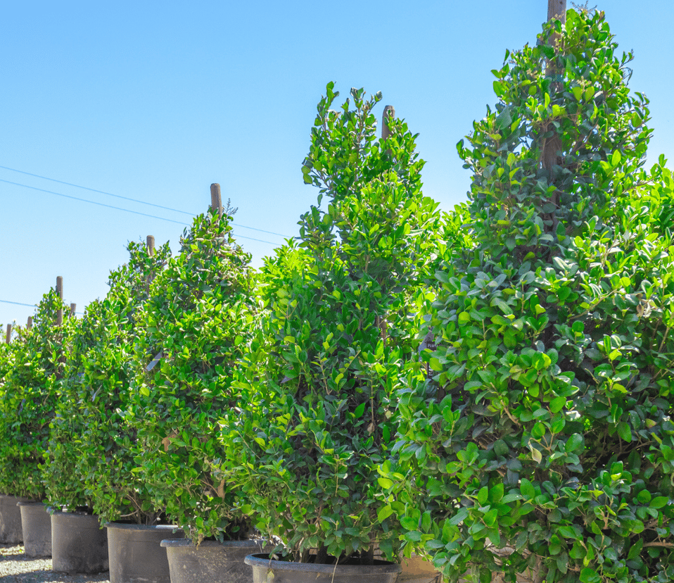 Moon Valley Nurseries Privacy Hedge Guide For Arizona