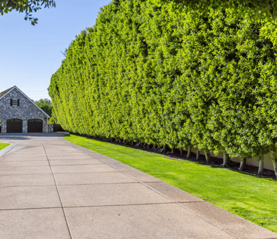 Ficus trees planted correctly by Moon Valley Nurseries. 