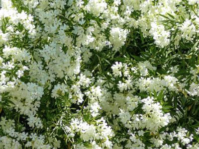 White Oleander Flowers