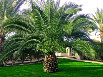 Canary Island Pineapple palm in Landscape