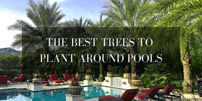 best trees around pools